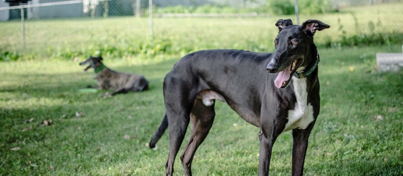The basics of greyhound racing